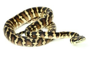 Morelia spilota harrisoni, 2023